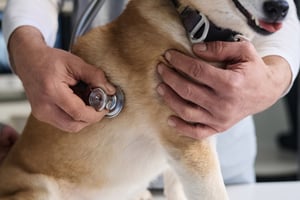 Dog at Vet