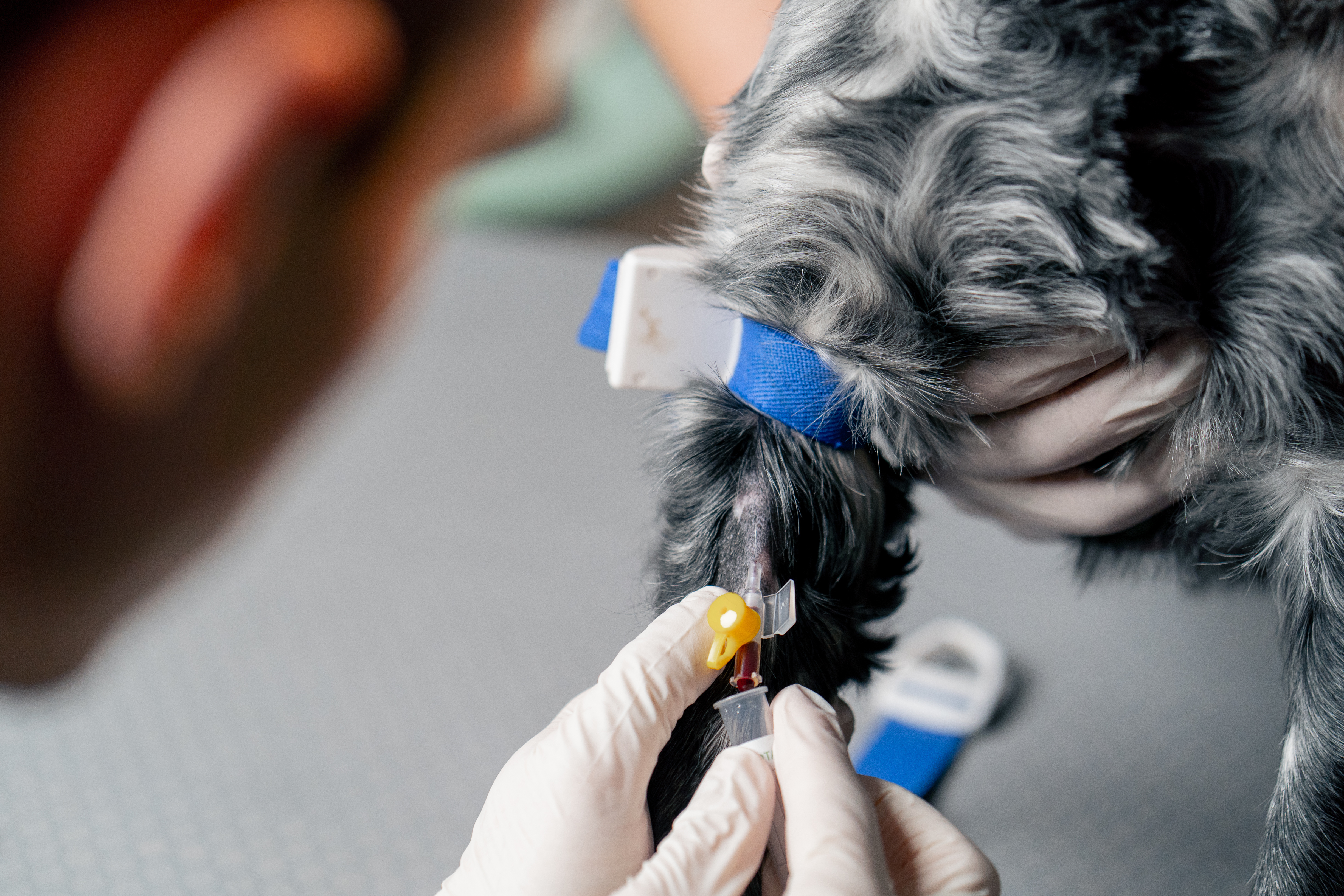 pet lab work