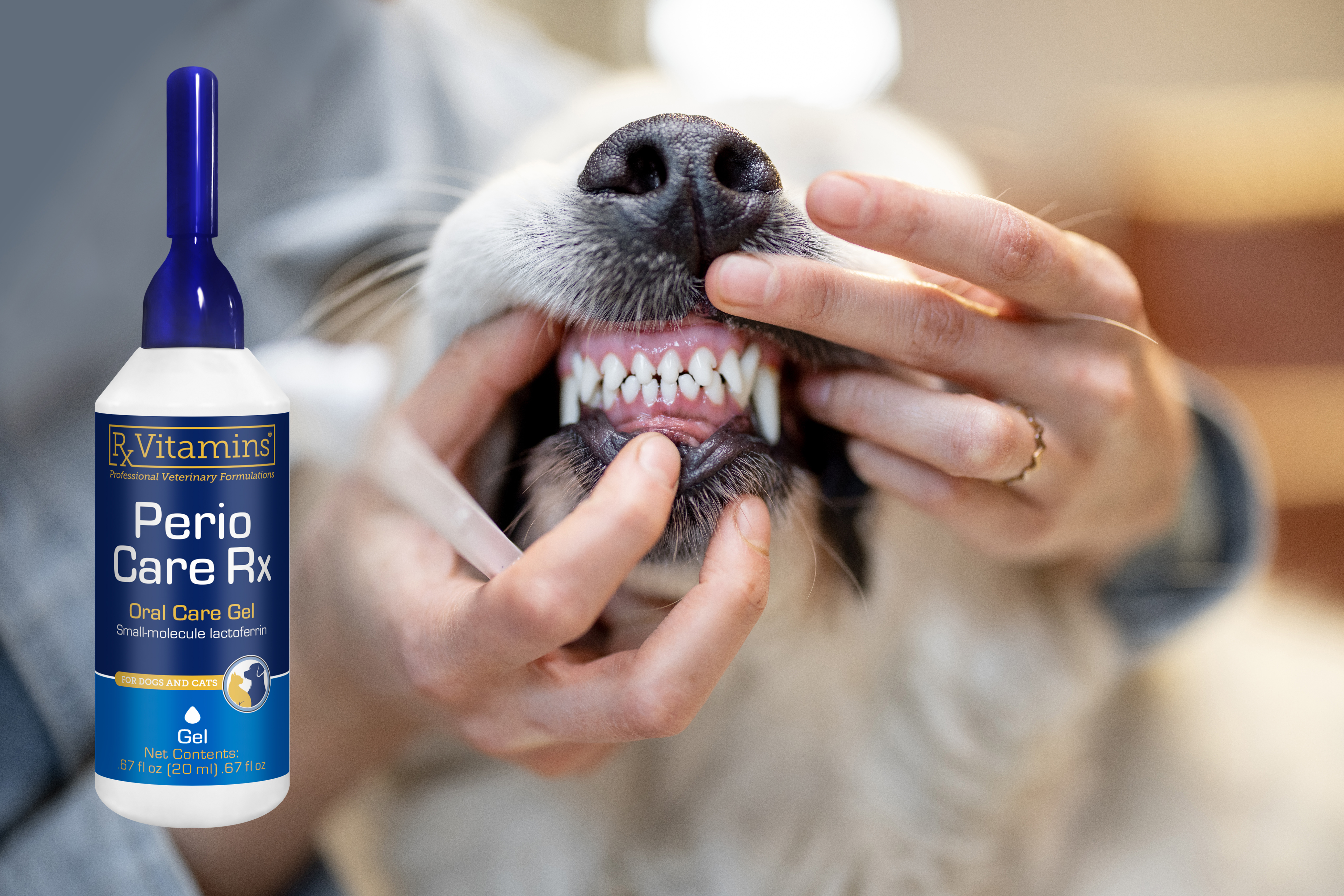 dog and cat dental teeth health