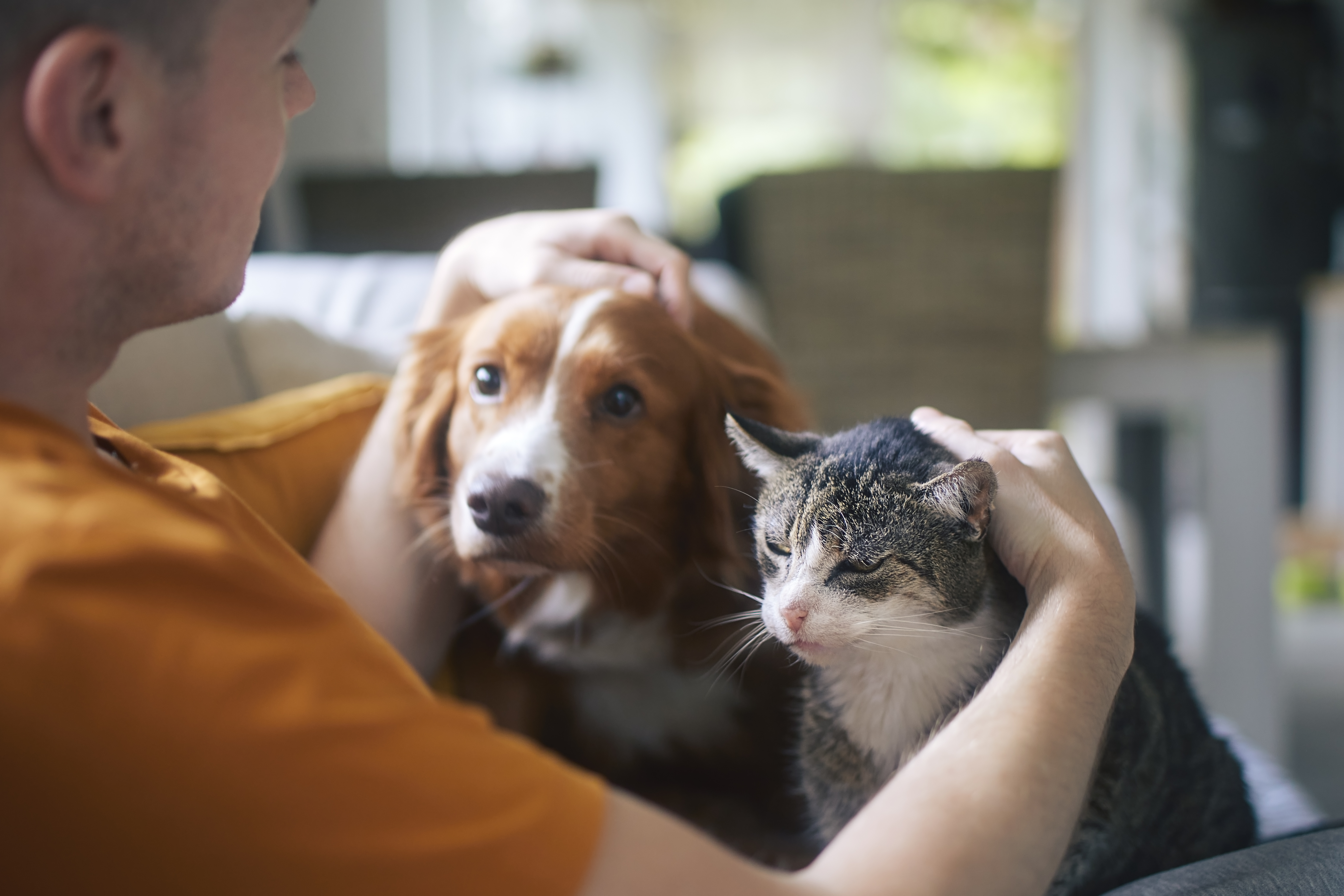 Dog and Cat Anxiety
